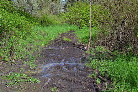 The Creekside Loop may be muddy in areas